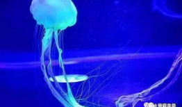 水母视频,水母的神秘世界