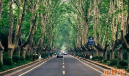 梧桐大道,穿越时光的绿色长廊